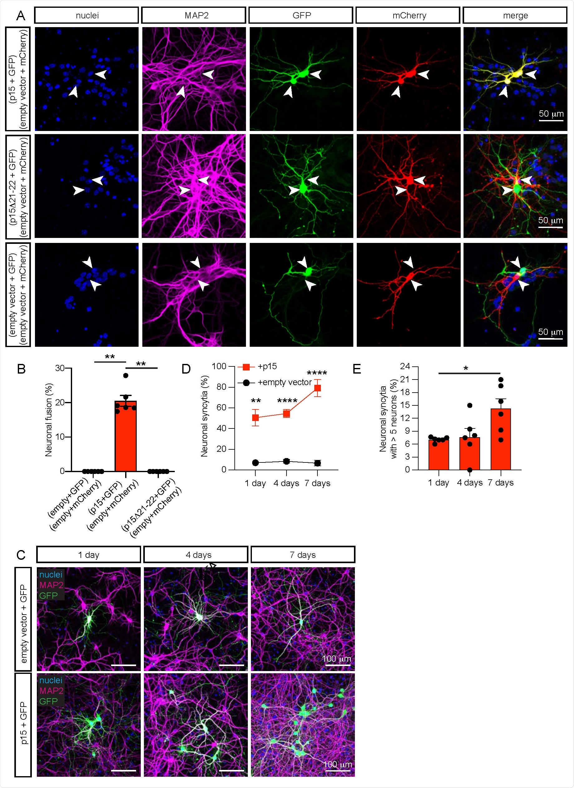 Expression of p15 induces fusion of murine neurons in culture. a, Representative images of fused neurons (upper row panels) identifiable with GFP (green) and mCherry (red) fluorescence appearing simultaneously in adjacent neurons (yellow in the merge panel), or non-fused control neurons (middle and lower row panels) with green and red fluorescence in adjacent neurons. Two populations of hippocampal neurons expressing either p15 and GFP, or empty vector and mCherry were cultured together for 7 days (7 DIV). In control conditions, p15 was substituted by the non-fusogenic mutant p15Δ21-22, or by the empty vector. Immunocytochemistry for nuclei (blue), neuronal MAP2 (magenta), GFP (green) and mCherry (red). b, Quantification of neuronal fusion as the percentage of transfected neurons that fuse (yellow) when two neurons are in proximity (£ 200 µm). c, Representative images of neurons illustrating the propagation of fusion over time (upper panels). Hippocampal neurons were co-transfected at 7-10 DIV with p15 and GFP (or empty vector and GFP in control, lower panels), and were cultured for 1 day, 4 days or 7 days. Immunocytochemistry for nuclei (blue), MAP2 (magenta) and GFP (green). d, Quantification of neuronal syncytia as the percentage of interconnected neurons within a distance of £ 200 µm. e, Quantification of the average number of interconnected neurons per syncytium containing more than 5 neurons. Data in b are displayed as mean ± SEM, n > 150 neurons analyzed in 6 independent dishes from > 2 cultures, One-way ANOVA Kruskal-Wallis test followed by Dunn’s post hoc test in e comparing all groups to empty vector control. Data in d and e are displayed as mean ± SEM, n > 350 neurons analyzed in > 4 independent dishes from 4 cultures. Two-way ANOVA in d followed by Geisser-Greenhouse correction and the Šidák post hoc test comparing treatments (+ empty vector vs + p15) within each condition (days in culture). One-way ANOVA Kruskal-Wallis test followed by Dunn’s post hoc test in e comparing all groups to 1 day. *p <0.05, **p <0.01, ****p <0.0001.