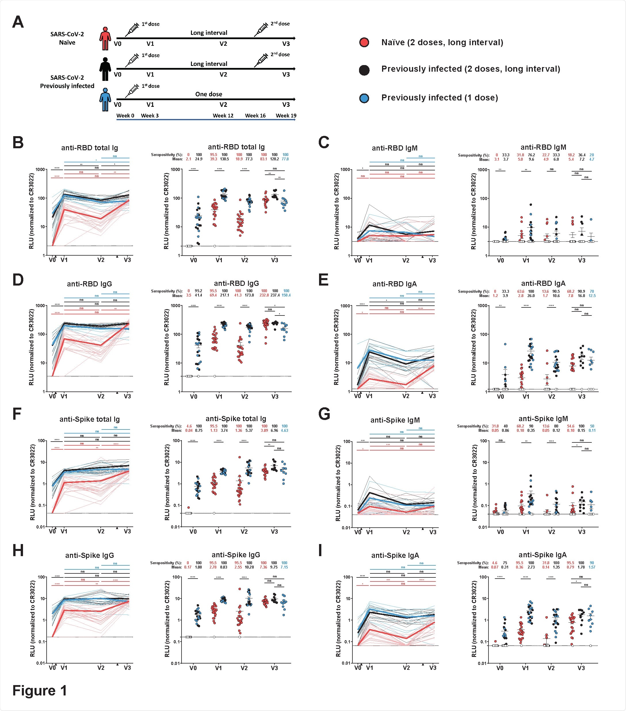 Elicitation of RBD- and Spike-specific antibodies in SARS-CoV-2 naïve and previously-infected individuals. (A) SARS-CoV-2 vaccine cohort design. (B-E) Indirect ELISA was performed by incubating plasma samples from naïve and PI donors collected at V0, V1, V2 and V3 with recombinant SARS-CoV-2 RBD protein. Anti-RBD Ab binding was detected using HRP-conjugated (B) anti human IgM+IgG+IgA (C) anti-human IgM, (D) anti-human IgG, or (E) anti-human IgA. Relative light unit (RLU) values obtained with BSA (negative control) were subtracted and further normalized to the signal obtained with the anti-RBD CR3022 mAb present in each plate. (F-I) Cell based ELISA was performed by incubating plasma samples from naïve and PI donors collected at V0, V1, V2 and V3 with HOS cells expressing full-length SARS-CoV-2 S. Anti-S Ab binding was detected using HRP-conjugated (F) anti-human IgM+IgG+IgA (G) anti-human IgM, (H) anti human IgG, or (I) anti-human IgA. RLU values obtained with parental HOS (negative control) were subtracted and further normalized to the signal obtained with the CR3022 mAb present in each plate. Naïve and PI donors with a long interval between the two doses are represented by red and black points respectively and PI donors who received just one dose by blue points. (Left panels) Each curve represents the normalized RLUs obtained with the plasma of one donor at every time point. Mean of each group is represented by a bold line. The time of vaccine dose injections is indicated by black triangles. (Right panels) Plasma samples were grouped in different time points (V0, V1, V2 and V3). Undetectable measures are represented as white symbols, and limits of detection are plotted. Error bars indicate means ± SEM. (* P < 0.05; ** P < 0.01; *** P < 0.001; **** P < 0.0001; ns, non-significant).