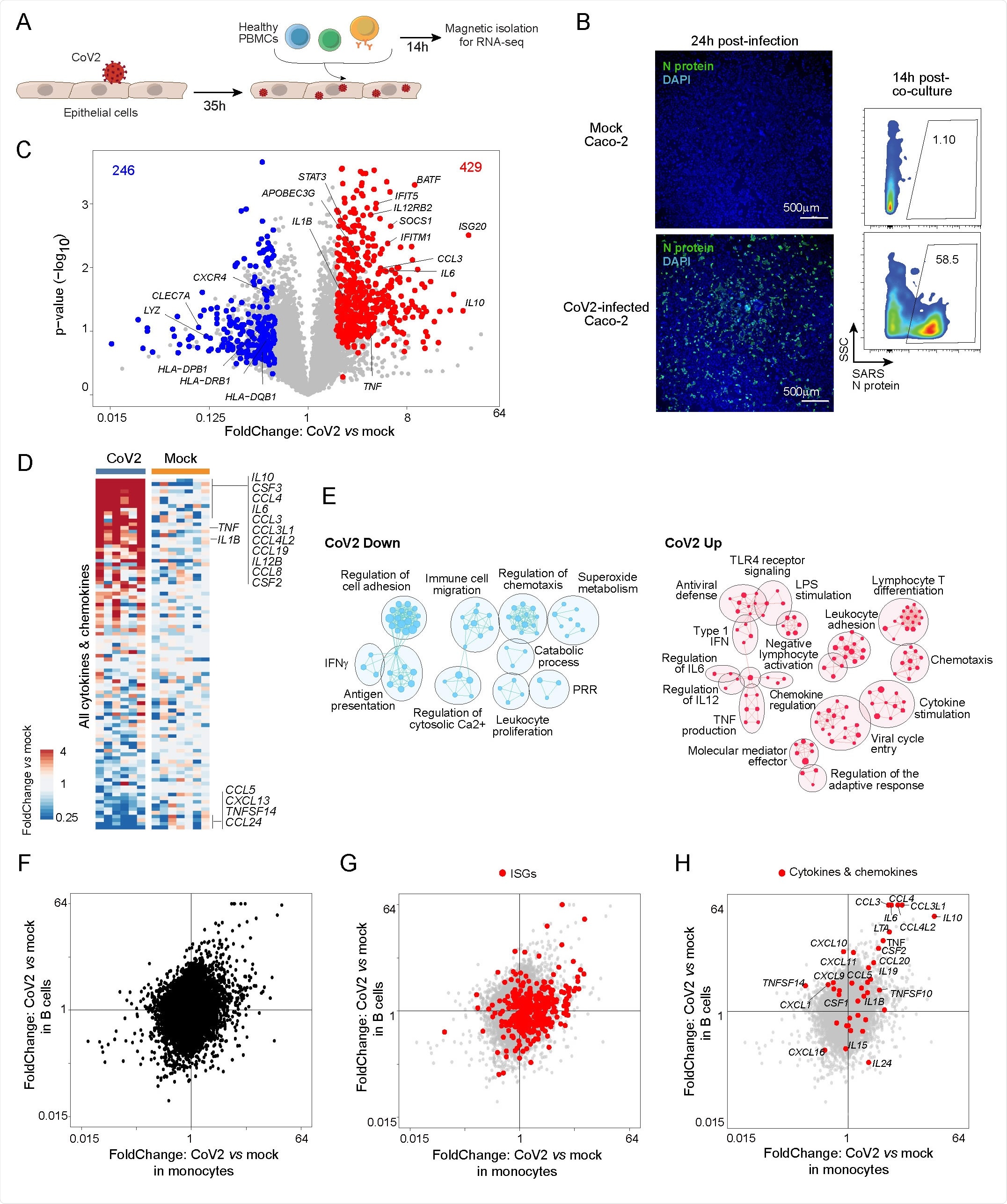 SARS-CoV2 epithelial-immune co-culture triggers a mixed inflammatory response in immunocytes. (A) Experimental approach. Caco-2 monolayer cultures were infected with CoV2 for two hours. Thirty-five hours post-infection, the monolayer was washed twice and PBMCs from HDs were added directly to the cultures. These were harvested 14 h later, and subpopulations (CD14+ monocytes and CD19+ B cells) were magnetically purified for population RNAseq. (B) Infection rate in Caco-2 cells assessed by immunofluorescence with an anti-SARS-CoV2 N antibody: displayed by microscopy at 1 day post-infection (upper panel, 4x, N antibody + antirabbit-AF488 + DAPI) and by flow cytometry at the time of harvesting PBMCs (~48 h postinfection, lower panel). (C) FoldChange vs p-value (volcano) plot of gene expression in monocytes co-cultured with CoV2 infected Caco-2 compared to monocytes co-cultured with uninfected Caco-2 (mock). Genes from CoV2 up signature (red) and CoV2 down signature (blue) are highlighted. (D) Heatmap of the expression of cytokine transcripts in CoV2 versus Mock condition (as ratio to mean of mock for each condition and each experiment). (E) Gene ontology analyses of CoV2 up (right, red) and down (left, blue) signatures displayed as an enrichment map. Pathways are shown as circles (nodes) that are connected with lines (edges) if the pathways share many genes. Size of the node is proportional to the number of genes included in this pathway. (F-H) FoldChange-FoldChange plots comparing the response in monocytes (x-axis) relative to B cells (y-axis) in the context of CoV2 Caco-2 infection, without highlight (F) or highlighted with: interferon-stimulated genes (ISGs) (G); cytokine and chemokine transcripts (H).