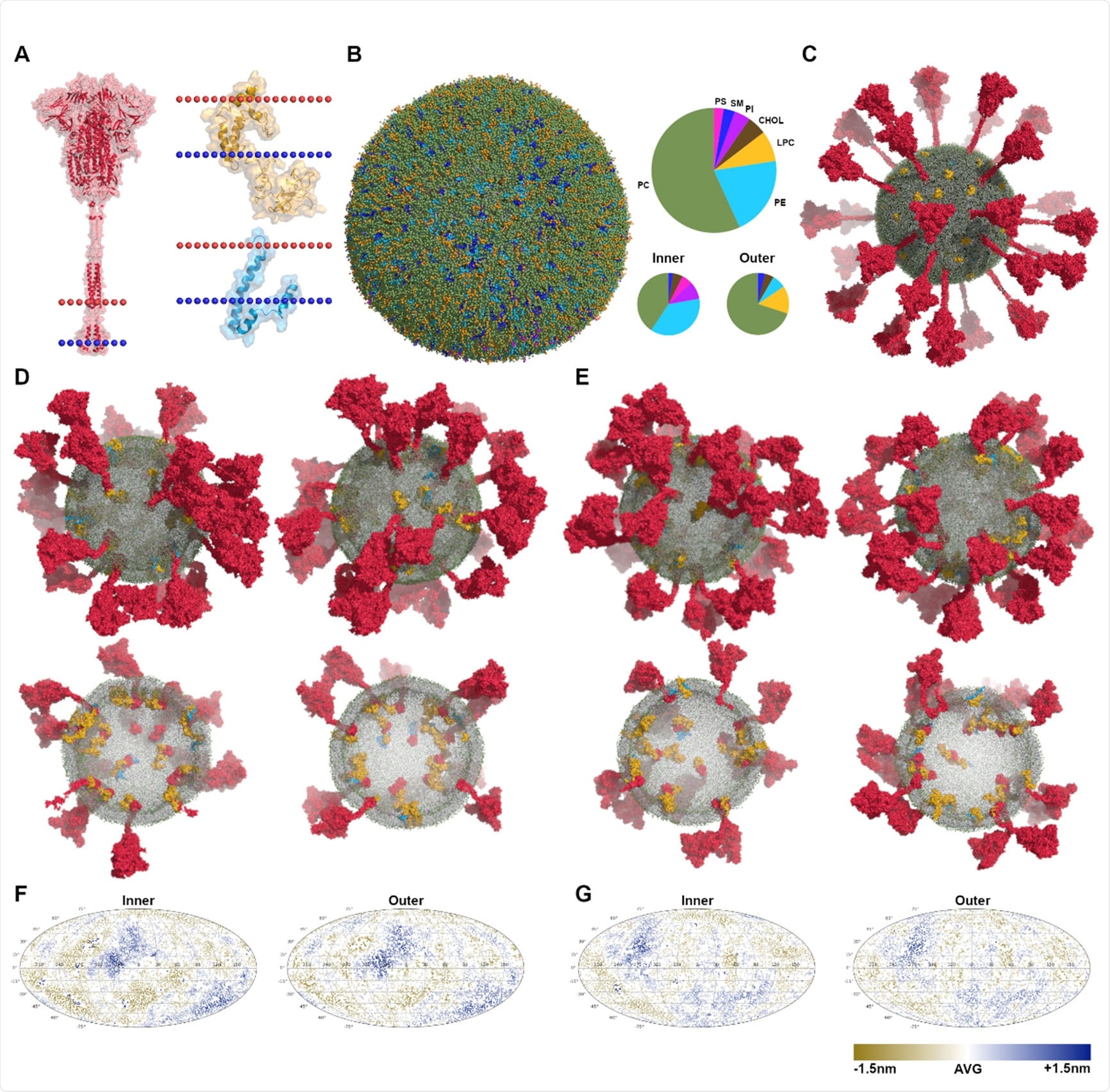 Martini CG models of virus envelopes. (A) The structures of S (in red), M (in yellow) and E (in blue) with the dotted lines indicating the position of lipid bilayers. (B) The equilibrated vesicle with the lipid composition according to that of the endoplasmic reticulum (ER). The lipid bilayer is asymmetric, the compositions of inner and outer leaflets are different. Lipid types considered here are phosphatidylcholine (PC), phosphatidylethanolamine (PE), phosphatidylserine (PS), lyso-PC (LPC), sphingomyelin (SM), phosphatidylinositol (PI), and cholesterol (Chol). (C) Multiple copies of proteins (E×15 in blue, S×30 in red, and M×45 in yellow) were inserted into the equilibrated vesicle, making up the initial CG model of virus envelopes. (D)-(E) The equilibrated models after microsecond MD simulations of SARS-CoV-2-md1 and SARS-CoV-md3, illustrated by the side view and transverse section. (F)-(G) Mollweide projection maps of the envelope membranes of SARS-CoV-2-md1 and SARS-CoV-md3, illustrated using the distances between lipid heads and the vesicle’s center of mass.