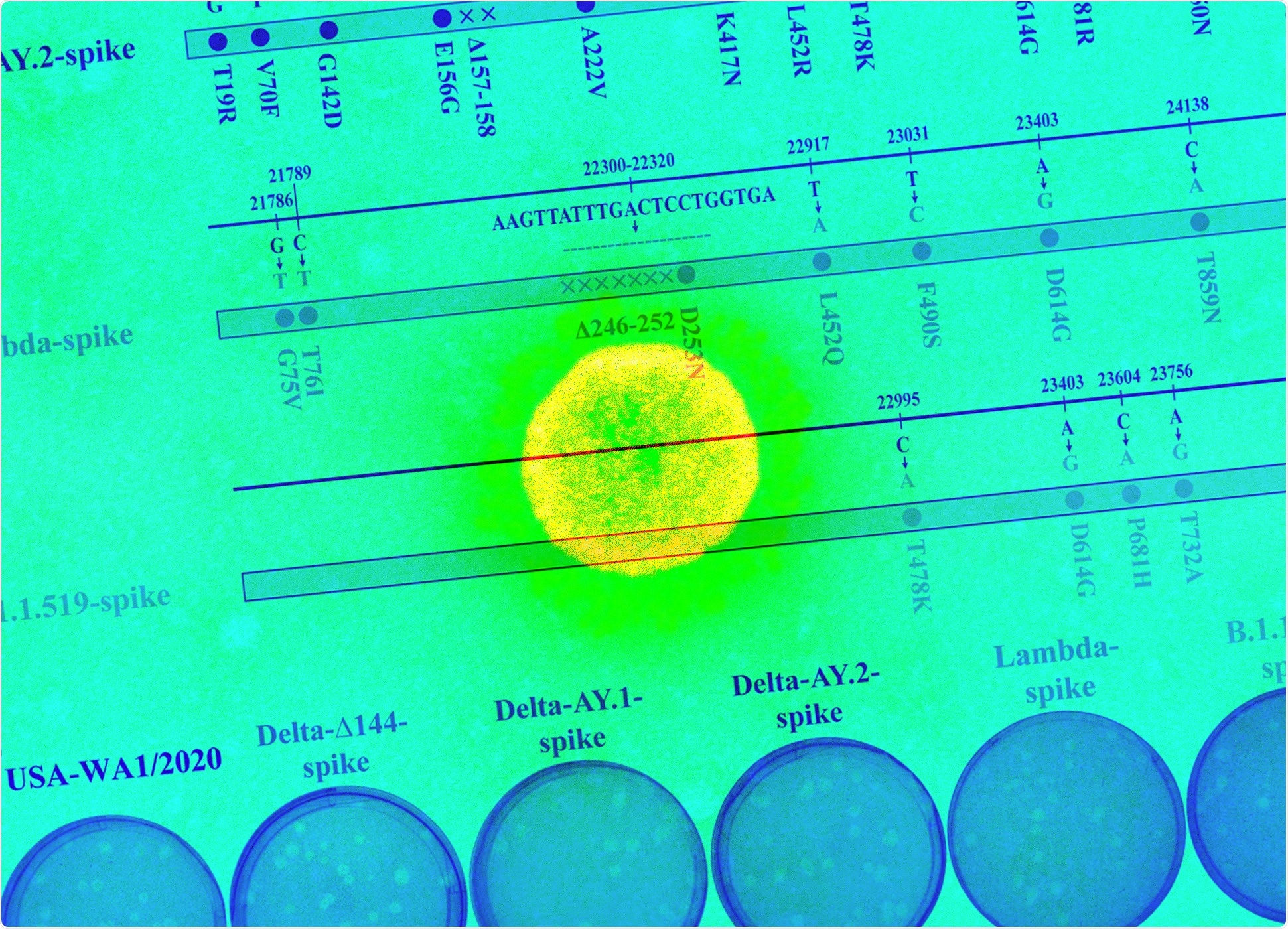 Study: BNT162b2-Elicited Neutralization of Delta Plus, Lambda, and Other Variants. Image Credit: NIAID