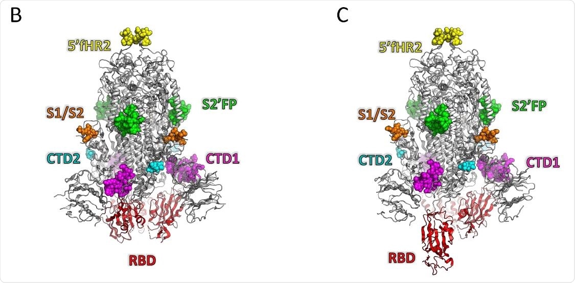 Multivariable analysis identifies that mild and more severe COVID19 is differentiated by distinct humoral immune profiles. (A) Scatter matrix chart summarizes the Spearman’s correlation (upper) and the scatter plots (lower) between all analyzed variables using the entire cohort (n=28). The Spearman’s r values are shown inside the colored squares and the scale of blue-to-red color indicates a negative-to1584 positive correlation. The small bar graphs (diagonal) represent the distribution of data for each variable (B) Biplot shows the principal component analysis (PCA) depicting the mild-scored (n=13) and more severe-scored (n=15) COVID-19 patients, according to their severity scores (C) The contribution of each variable to PCA for dimension 1 and 2 is represented by bars, and its threshold is indicated as a red dotted line. (D,E) Polar plots show the different profiles of humoral response for mild and more severe groups. Each bar in the plot represents the mean of z-scores for each variable.