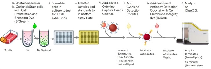 Easy to follow protocol for the analysis of T cell phenotypes and cytokine release using the iQue® Human T Cell Exhaustion Kit.