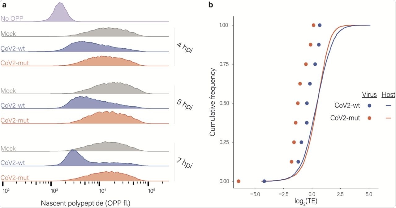 Effects of nsp1 on translation and accumulation of viral and host mRNAs. a, Protein synthesis measurement by flow cytometry of Calu3 cells infected with CoV2-wt or with CoV2-mut (MOI = 3) for 4, 5 and 7 hpi or an uninfected control following O-Propargyl Puromycin (OPP) incorporation and fluorescent labeling using Click chemistry b, Cumulative frequency of human (line) and viral (dots) genes according to their relative translation efficiency (TE) in cells infected with CoV2-wt (blue) or with CoV2-mut (red) at 4 hpi. TE was calculated from ribosome profiling and mRNA sequencing, and is defined as the ratio of ribosome footprints to mRNA for a given gene. Each dot represents one of nine major viral mRNA species.