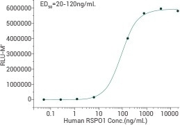 Ability to induce activation of ßcatenin response in a Topflash Luciferase assay using HEK293T human embryonic kidney cells.
