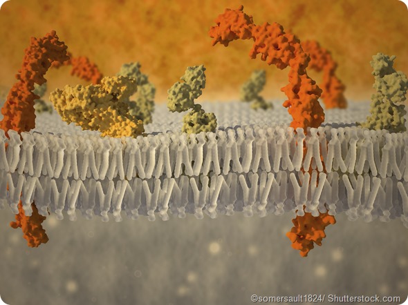 plasma membrane surafce proteins
