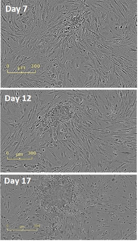 Follow Colony Emergence
