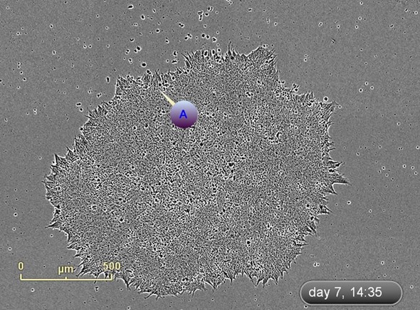 Label and track colonies