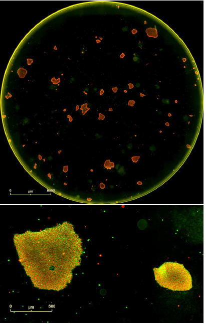 Double label confirmation of pluripotency