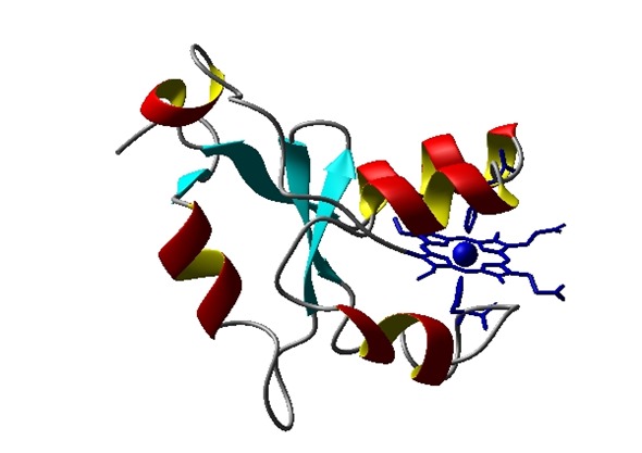 Folded3Dstructure_cytb5
