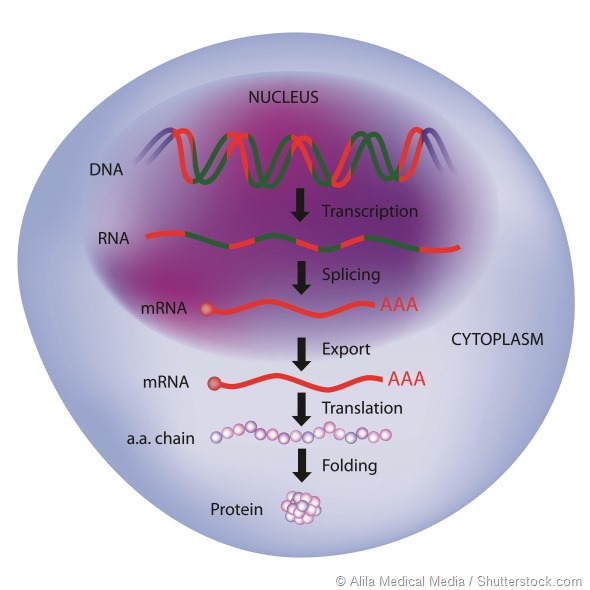 Gene expression, central dogma of molecular biology