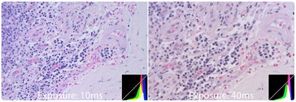 Comparison images between the INFINITY3-3URC (left) and INFINITY1-3C (right), captured with identical gain and gamma settings. This comparison was done using two INFINITY microscopy cameras that have different quantum efficiencies and pixel sizes. Both of these images were captured on a microscope in the same environment, using the same light source and lighting conditions. At first glance the images do not appear to be that different in terms of brightness. However, in order to achieve this, the camera with a lower QE and smaller pixels (image shown on the right) required an exposure time of 4 times longer. The difference in exposure time illustrates how one camera is more sensitive than the other.