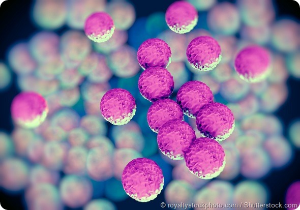 MRSA bacteria