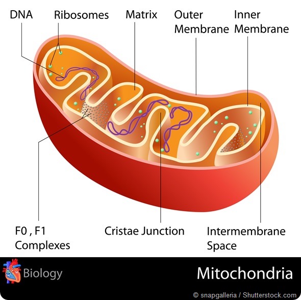 Mitochondria