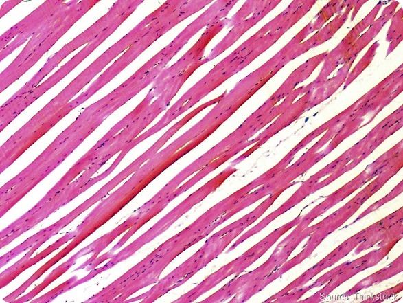 Muscle Fibers