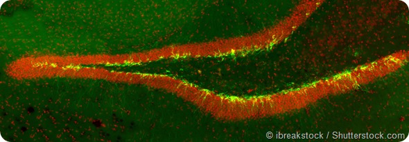 New born neurons in the transgenic mouse hippocampus (dentate gyrus) labeled with green fluorescent marker. Implicated in mood and memory