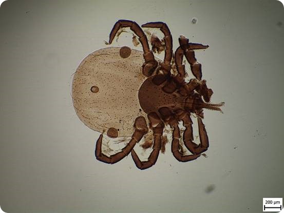 Small European Tick