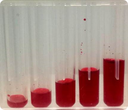 Figure 5. U-Shaped 96-well plate after mixing