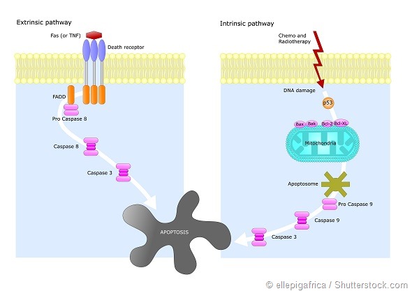 mechanism of apoptosis cell death