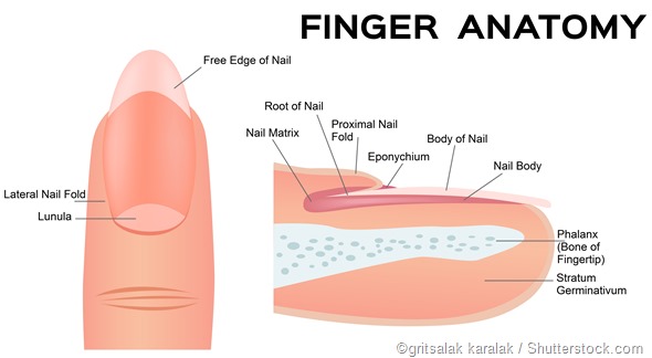 nail and finger tip anatomy
