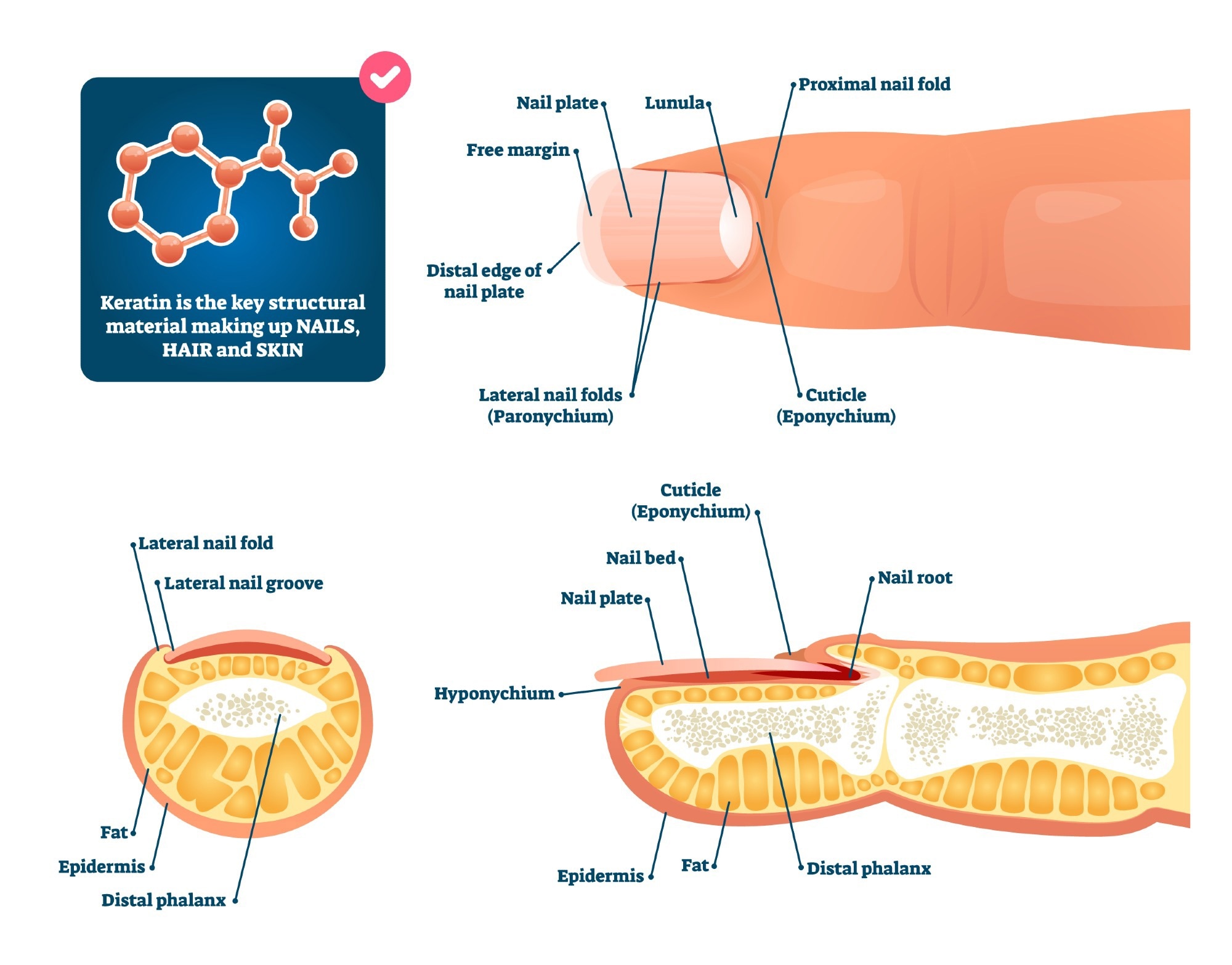 Nail anatomy structure diagram. Image Credit: VectorMine / Shutterstock