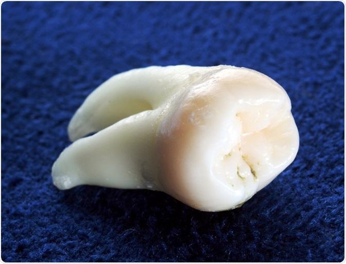 Image Credit: Theowl84 / Shutterstock