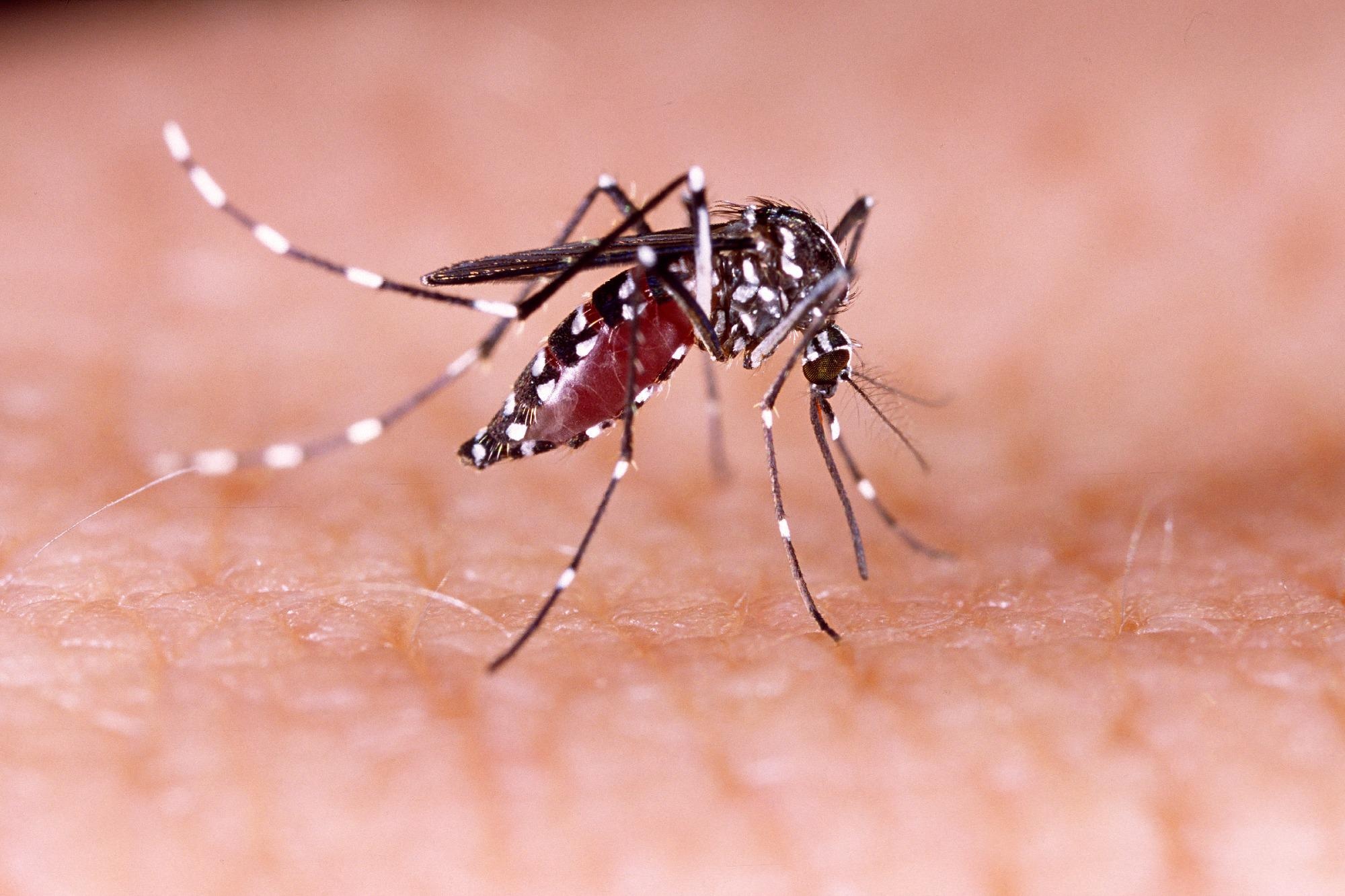 Aedes aegypti mosquito. Image Credit: Tacio Philip Sansonovski / Shutterstock
