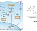 Inhibiting viral RNA cap methylation with anti-viral molecules