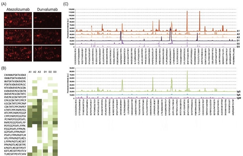 IgG, IgM and IgA responses in Atezolizumab- or Durvalumab-treated lung cancer patients. Microrarrays were incubated with respective sera (1:100) overnight at 4 °C. (A) Sera from 3 representative cases of each treatment group. Detection of antibody binding was done using anti-human IgG DL680 (B) Identified hit peptides are presented as a heat map based on their reactivity, in addition to (C) intensity plots for immunoglobulin isotype/subtype analysis