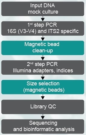 Amplicons for 16S and ITS2 were generated using the ZymoBIOMICS™ Microbial Community DNA Standard (D6305) with standard primers. Magnetic bead clean-up and size selection steps during the library preparation protocol were performed either with gold standard or MAGFLO NGS beads (indicated by color)