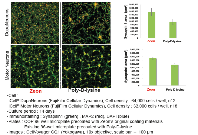Neural cell attachment