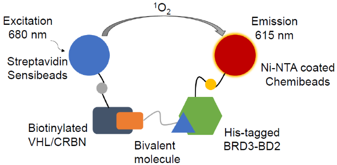 Enhancing therapeutic potential with bivalent molecules
