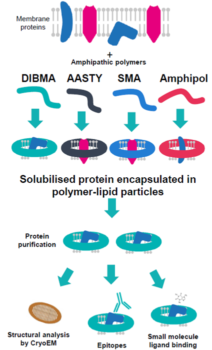Description of amphipathic polymer extraction