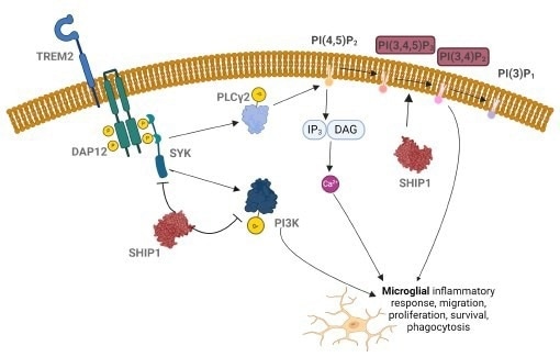Inhibition of SHIP1 can upregulate phagocytic activity of microglia.