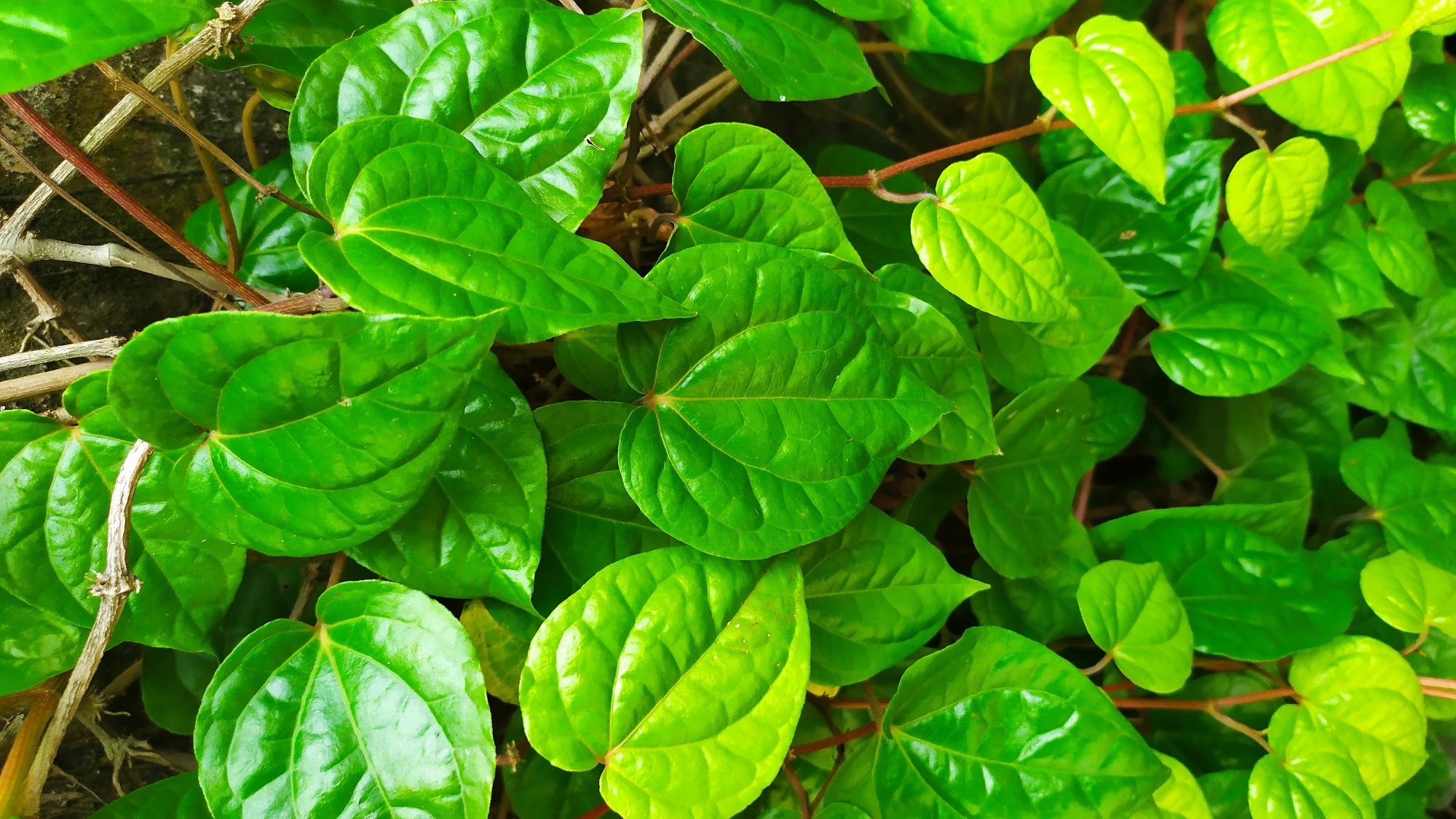 Kava, also known as kava kava (Piper methysticum; from Latin