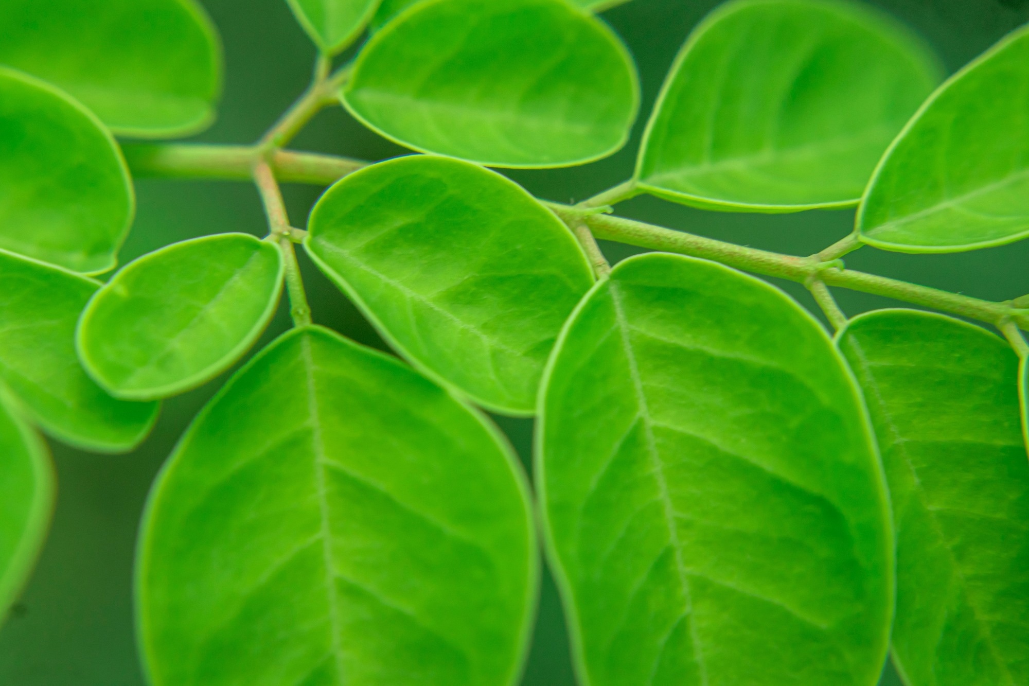 Close-up of Moringa leaves (Moringa oleifera). Image Credit: Fawwaz Media / Shutterstock