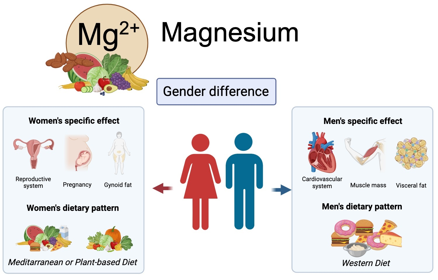 Gender differences in magnesium