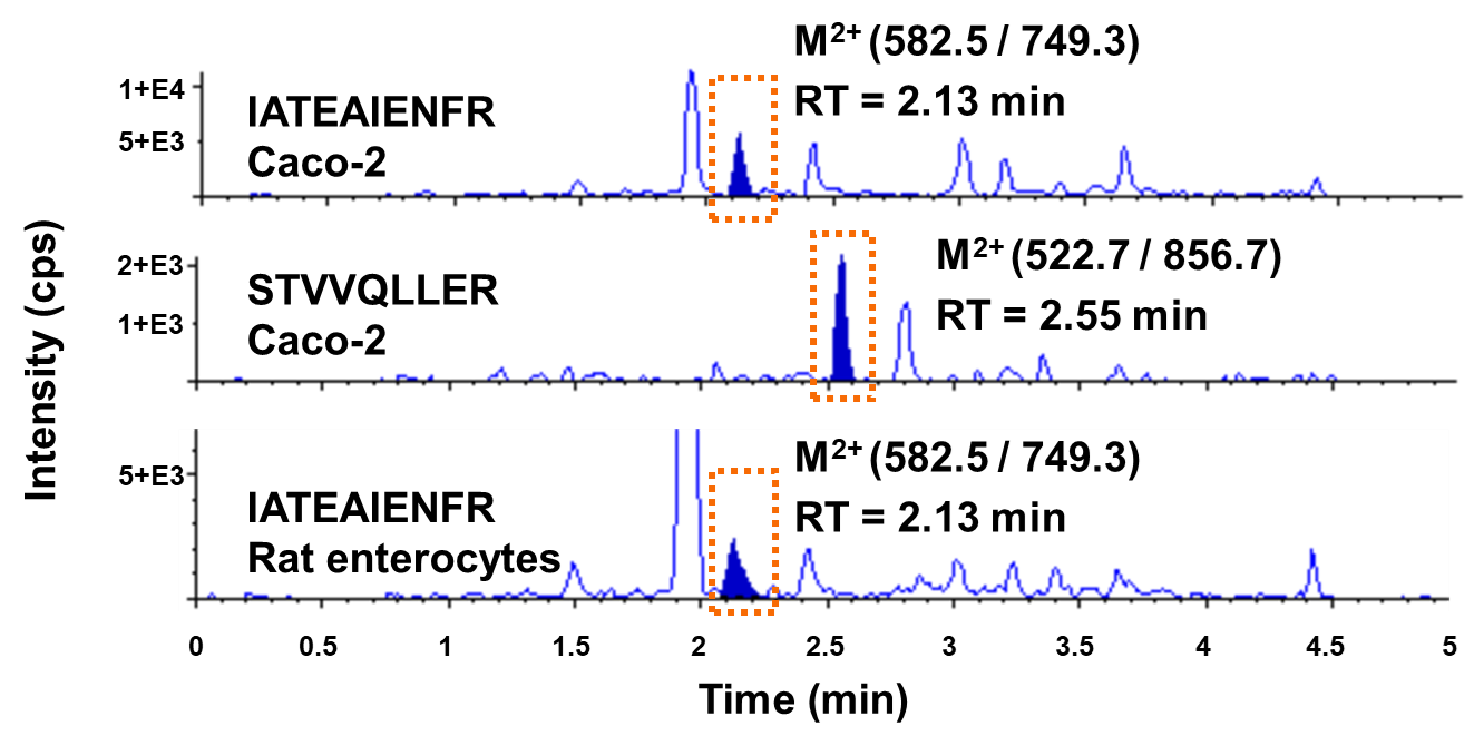LC-MS/MS MRM chromatograms of surrogate peptides in Caco-2 and isolated rat enterocyte membrane samples.
