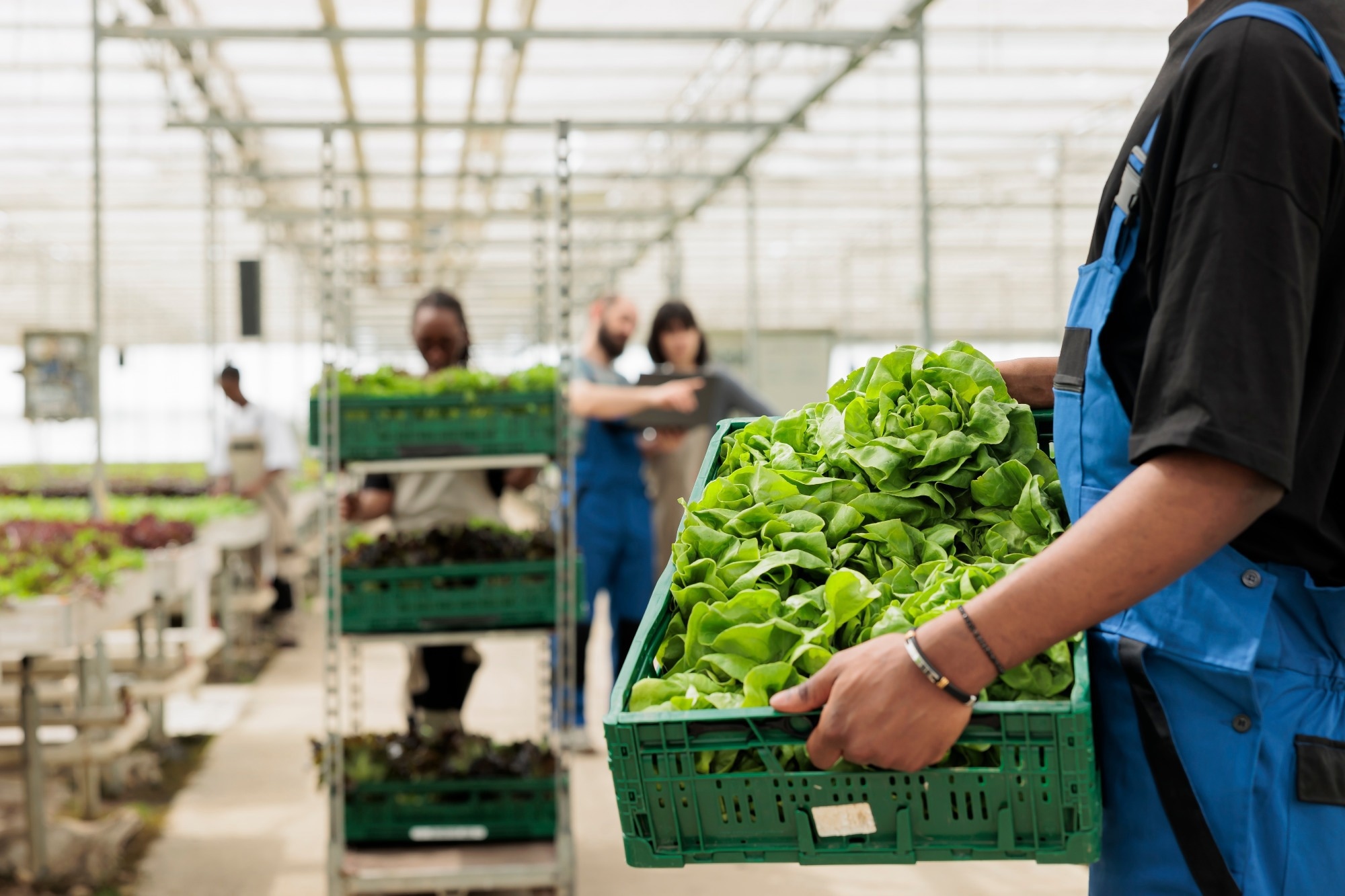 Freshly harvested crate of green lettuce in environmentally conscious modern zero waste local greenhouse