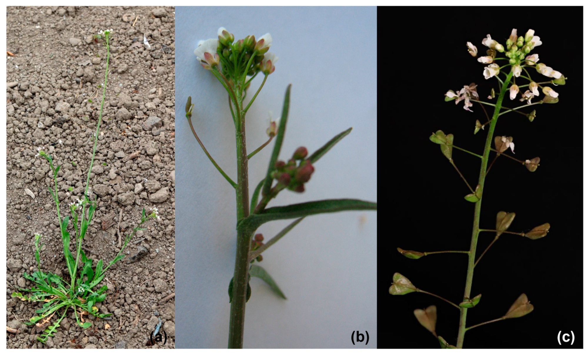 Capsella bursa-pastoris plant (a); inflorescence shoot with cauline leaves (b); inflorescence shoot with flowers and heart-shaped siliques (c).1
