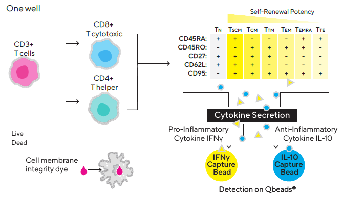 Multiplex assay design.