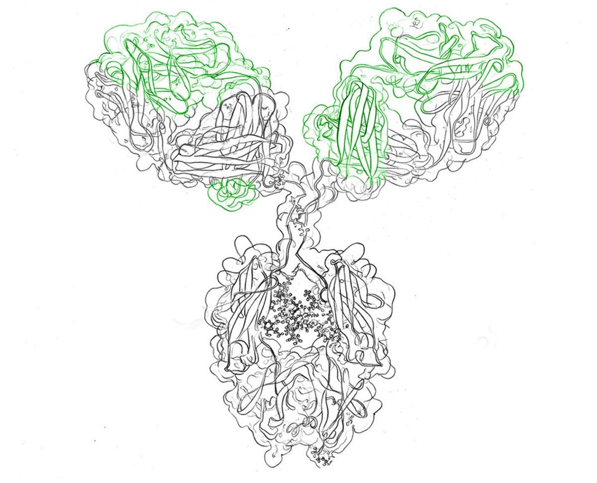 The role of recombinant antibodies in researching and developing medicine