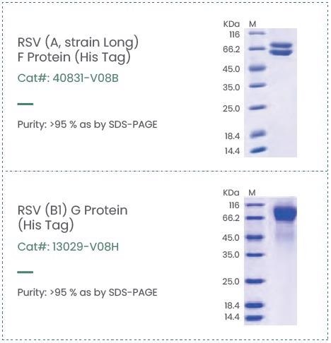 The applications of respiratory syncytial virus antigens and antibodies in therapeutic and immunological development
