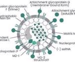 The applications of respiratory syncytial virus antigens and antibodies in therapeutic and immunological development