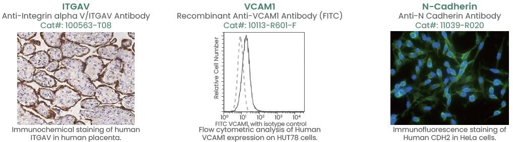 The role of cell adhesion molecules in immune and cancer therapy