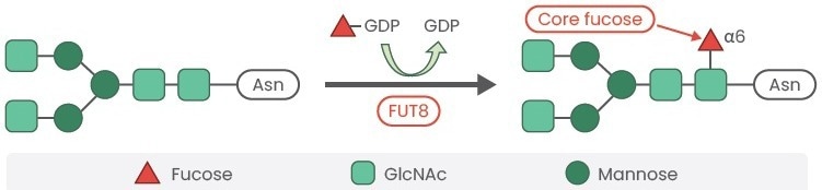 High-yield afucosylated mAb expression to aid in therapeutic antibody efficacy