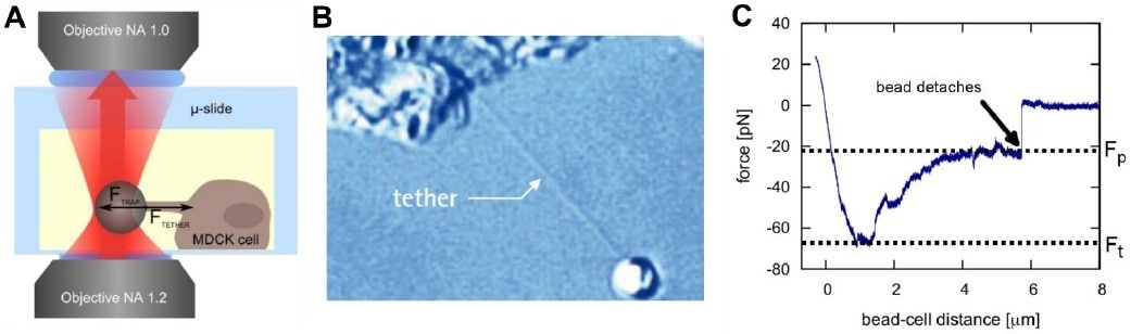 How to manipulate T-cell membrane tethers