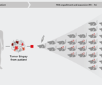 Unlocking patient-derived Xenograft (PDX) mice with cell cultures
