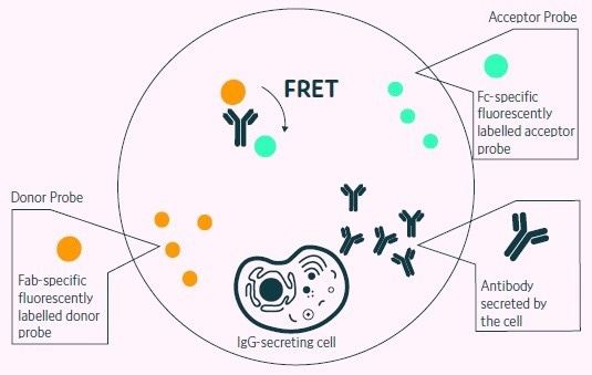 High-throughput B cell screening with the Cyto-Mine®