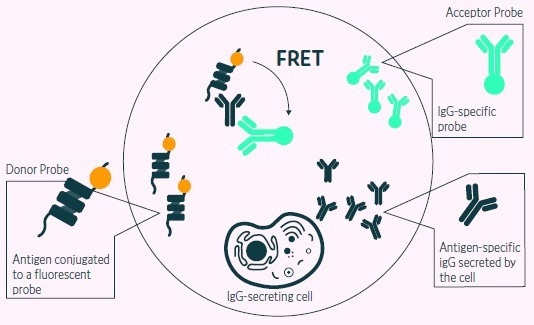 High-throughput B cell screening with the Cyto-Mine®